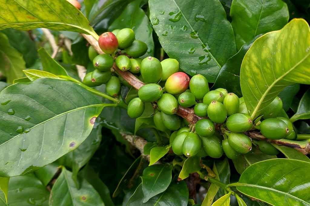Plantation de café biologique avec agriculteurs locaux travaillant dans les champs