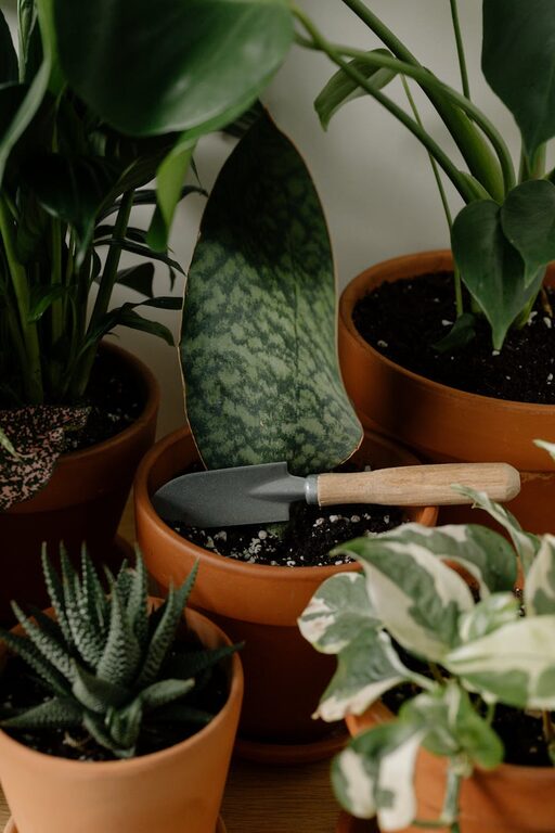 Conseils pour entretenir ses plantes d’intérieur facilement